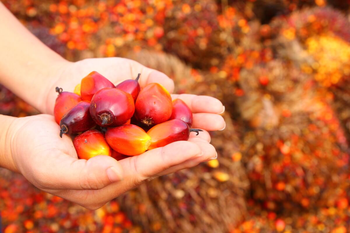 Palm Oil Is Better For The Environment Than Other Oils – Natural