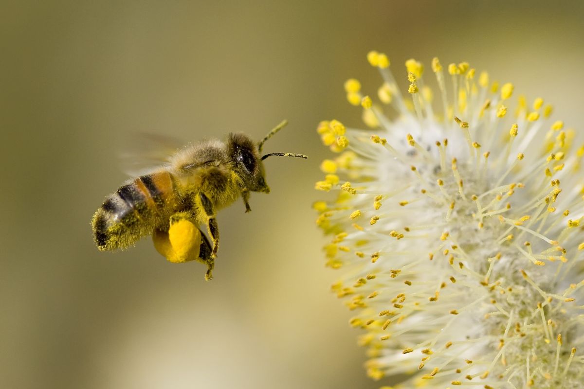 Pollen de Pin Thé