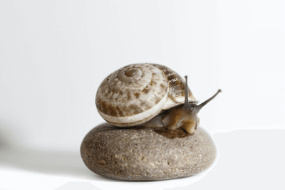 Snail Slime Benefits For Human Skin Care