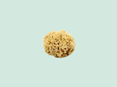 Natural Honeycomb Sea Sponge: Unbleached